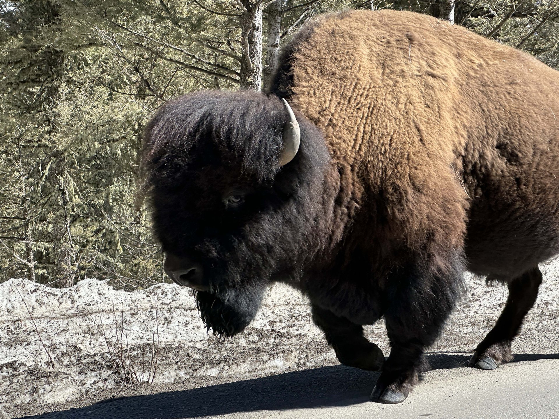 Big bison in Yellowstone