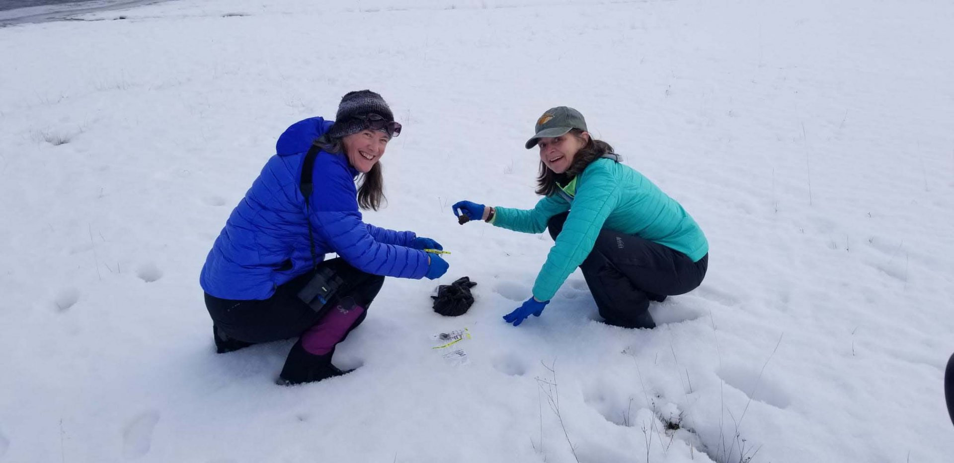 Teachers collecting bison scat in snow