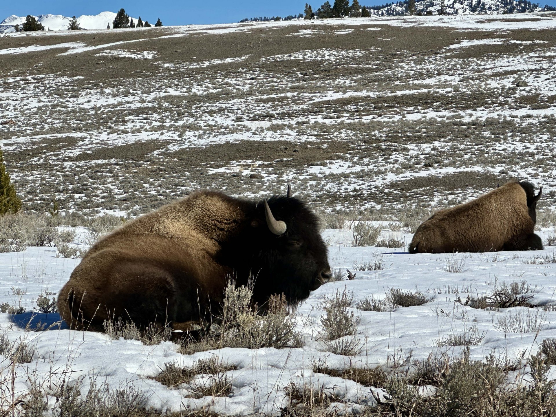 Bison in snow 